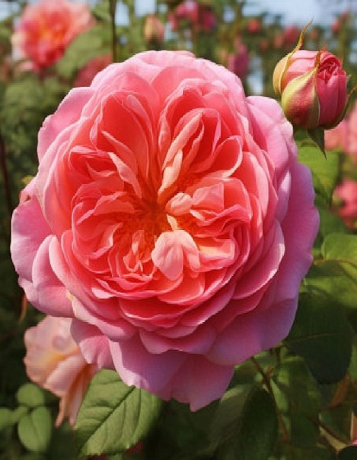 Роза английская Кристофер Марлоу